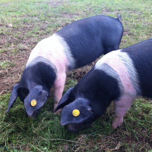 Traditional breed animals reared from field to fork with welfare, taste and our own well-being in mind. Better for the animal and better for our taste buds too!