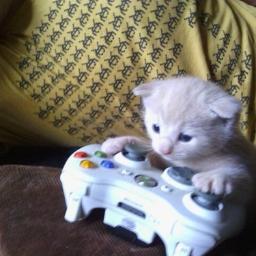 Superwholockian,Guitarist,lover of classic rock music and LOVER OF CATS!!!!!