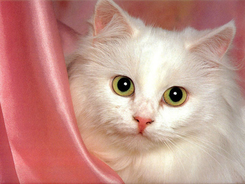Si je te follow: FOLLOW BACK @NatSeton !