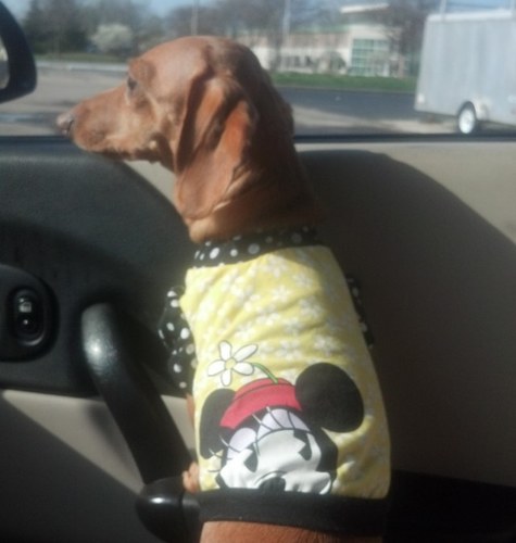 puppymom73's profile picture. Wife to Aaron and puppymom to Mickey, Princess Vespa and Sterling Archer Flohre. Disney fanatic, Christian, sarcasm expert and on Wednesdays I wear pink.