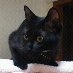 のんびりtwitter参加中。黒猫さぶちゃん&family大好き。音楽・映画・漫画・小説・実況鑑賞・お買い物・のんびりcaféタイム