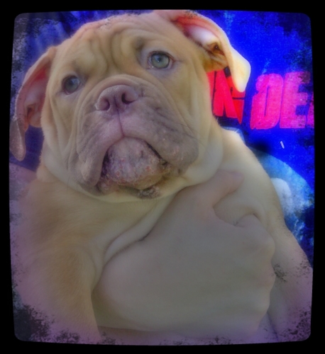 PremiumBuiltBul's profile picture. Olde English Bulldogge Mom.. love my bullbabies  ;)