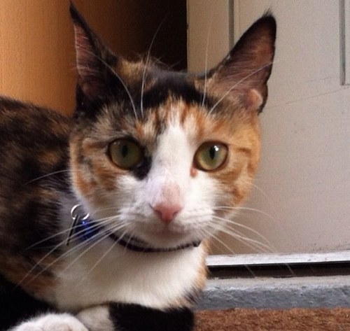 My name is Kiki. Aka Tiny Tempah. Don't be fooled by the cute name. New cat on the block, fresh from Battersea, and full of attitude.
