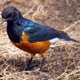 Freelance environmentalist, birder, policy geek, Hibee and Dad. Fellow @ScotLINK; Chair @ERCScot; Hon Fellow @RoyalScotGeoSoc; Formerly with @RSPBScotland.