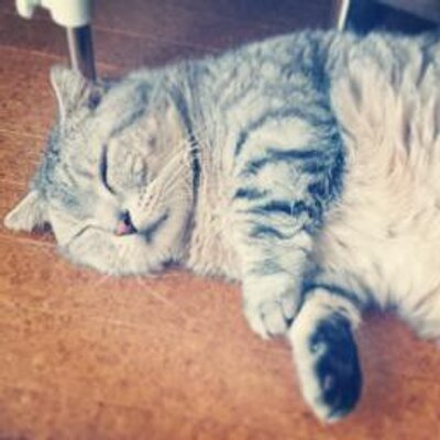 猫耳クラブ (@nekomimiclub) / X