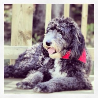 vegasvacay's profile picture. 