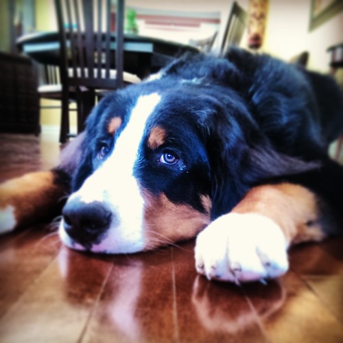 BradyBerner's profile picture. Everyone's favorite Bernese Mountain Dog