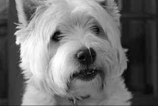 theonlybaldrick's profile picture. NEVER have a last run....