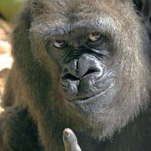 rooter1998's profile picture. 