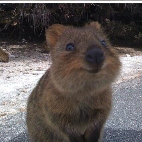 car_ria's profile picture. 