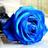 bluerose