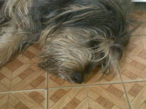 elyros1's profile picture. Soy