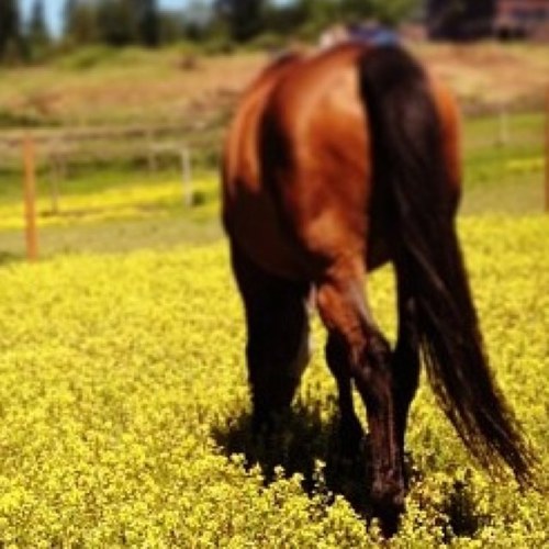 My life revolves around horses, and I wouldn't have it any other way.