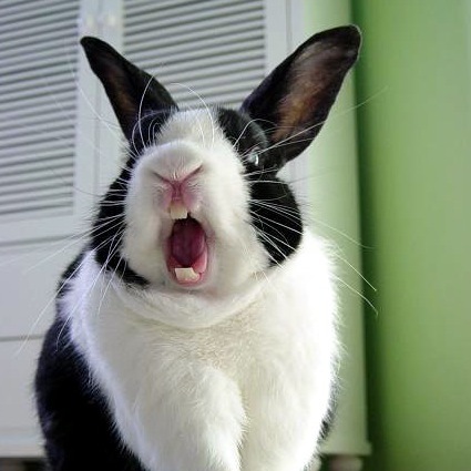 fixdm13's profile picture. Law librarian, STL