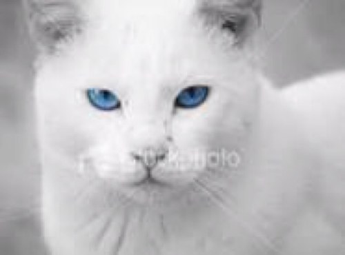 _snowstar's profile picture. im snowstar leader of iceclan i still have nine lives and i will use them all to protect my clan theme boulavaurd of broken dreams by greenday #lonely #iceclan