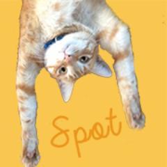 I am Spot the rescue #Cat from #Hawaii famously known to steal dog beds.I am kind of a big deal on YouTube. No applause just throw catnip.http://t.co/pinlt1LnJO