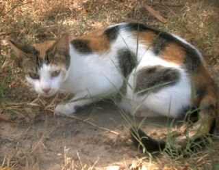 Calico tom ,6 moons old. Momma is dead Leopardclan. Mate:Fireshade kit:Shadepaw