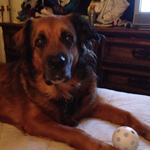 Pet Sitter