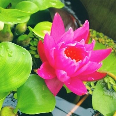 やぎゆかり Y Ukari25 Twitter