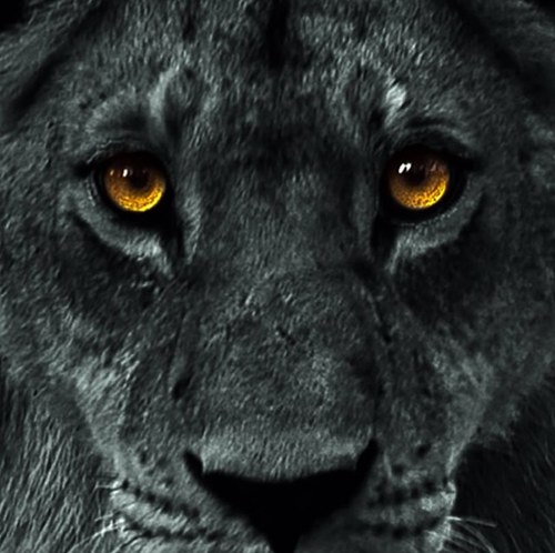 BlackLioness_'s profile picture. 