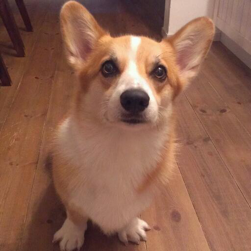 ShowLucky_1979's profile picture. I'm still learning English. I would be glad if you could reply to my tweet.  If my tweet doesn't make sense, please tell me.