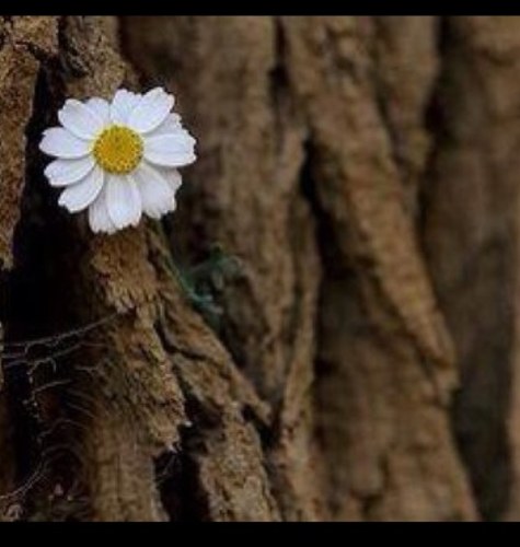 وهبت نفسي لله لأأكون ذاكره له بالسراء والضراء وان تجعل حسابي هذا صدقه جاريه عن ابي نويصرسعود رحمه الله وغفرله وجعل قبره روضه من رياض الجنه آمين آمين آمين