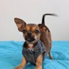 RAFAELDAVIDCAL1's profile picture. soy un youtubero, suscribanse a mi canal, link: https://t.co/NsOLwOLUcA