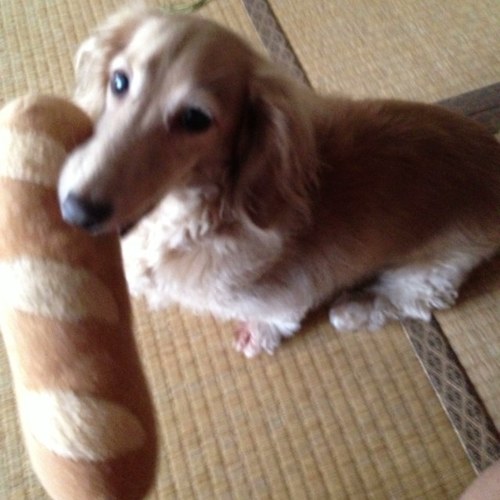 北 92ギター 🎸🐶🐕🐾