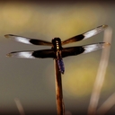 Kathy Cuff - @katopelli - Twitter