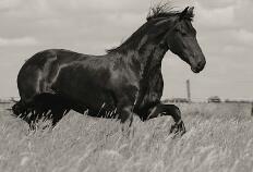 ben je ook een paardengek volg ons dan♥we tweeten leuke tweets over paarden en hoe je je voelt bij paarden♥
