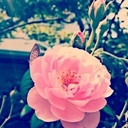 hana (@05040707Karin) Twitter