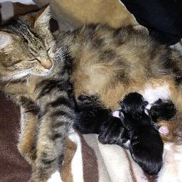 Armadale Community Animal Rescue Group is a group of animal rescue for the community of Armadale run by the community.