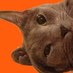 kabo (@kabomint) Twitter profile photo kabo (@kabomint) Twitter profile photo