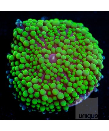 CTL lighting 。We produce LED grow lights and aquarium lights。