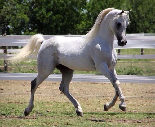 otebig's profile picture. $ الحسساب مغلق  $