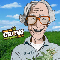 How To Grow... (@growbigbuds) 's Twitter Profile