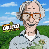 How To Grow...(@GrowBigBuds) 's Twitter Profile Photo