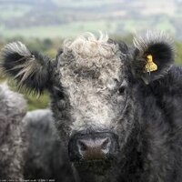 Blue Grey Cattle (@bluegreycattle) Twitter profile photo