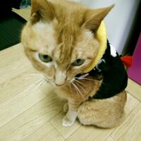 ぎん (@t_ginchan) 's Twitter Profile
