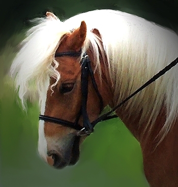 Heyy dit is een Account waar alles om Haflingers draait!! ze zien er prachtig uit 3