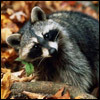 maadinetlectden Profile Picture