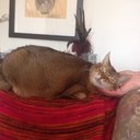 Fiona McCall - @Trottydotty - Twitter