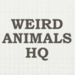 WeirdAnimalsHQ's profile picture. Home of world's most bizarre and weird animals. On this website you'll find everything about the most scariest, phenomenal and odd animals.
