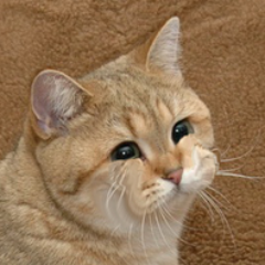 jelakh's profile picture. 