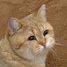 jelakh's profile picture. 