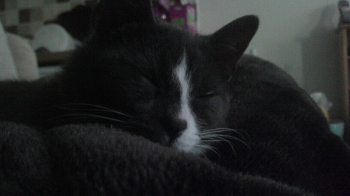 CordyCat3456 Profile Picture