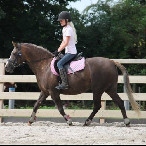 Happiness is the highest level of success! ♡ if you can dream it , you can do it! ♡ Horseriding ! iloveit ♡ De Populier ♡ Family , Dog , Horse and Friends