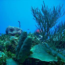 Scuba Dive Jamaica