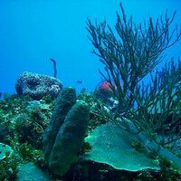 Scuba Dive Jamaica(@DiveJamaica) 's Twitter Profile Photo