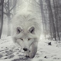فححل اسمراني حائل (@moodee0540) 's Twitter Profile